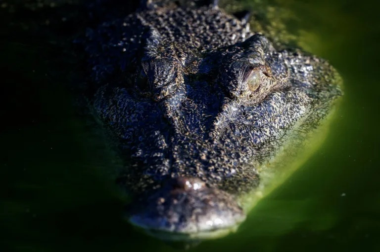 A crocodile swims in a lagoon at Crocodylus Park located on the outskirts of the Northern Territory city of Darwin (DAVID GRAY) A crocodile swims in a lagoon at Crocodylus Park located on the outskirts of the Northern Territory city of Darwin (DAVID GRAY)