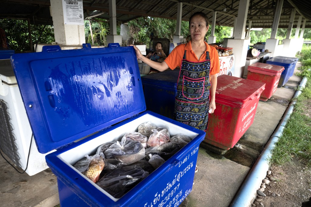 Photo by LILLIAN SUWANRUMPHA / AFP This photo taken on June 4, 2026 shows Buakhlee Srisawat selling fish caught along the Mekong River at a fish market in Chiang Saen, northern Thailand’s Chiang Rai province.