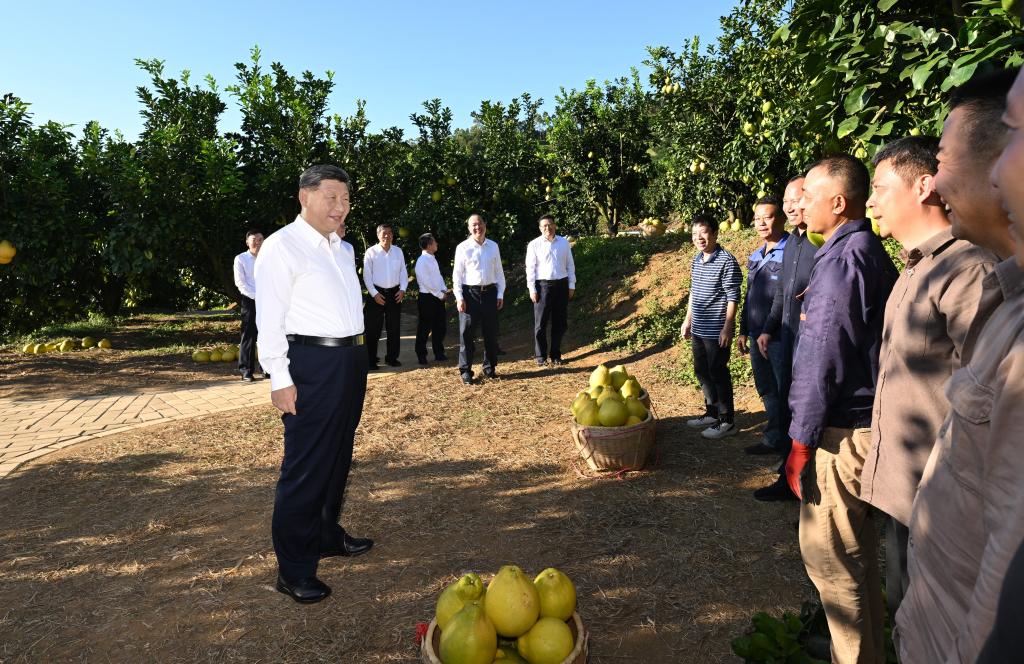 Chinese President Xi Jinping, also general secretary of the Communist Party of China Central Committee and chairman of the Central Military Commission, visits a pomelo growing base to learn about local efforts in expanding support for old revolutionary base areas, and advancing all-around rural revitalization in Meizhou City, south China's Guangdong Province, Nov. 7, 2025. Xi on Friday inspected the city of Meizhou in south China's Guangdong Province. (Xinhua/Xie Huanchi)