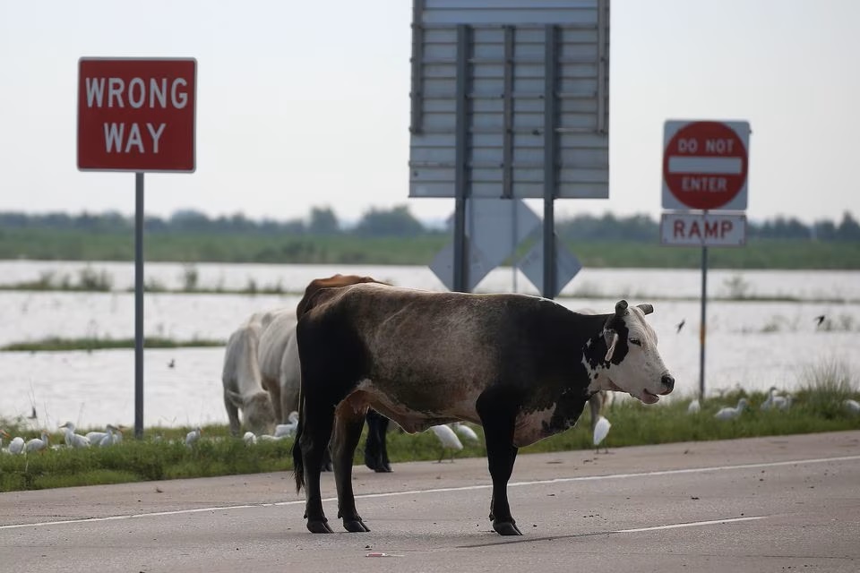 A cow that has gotten loose from its pen stands in the middle of Highway 10 in Winnie, Texas, U.S. (Reuters) A cow that has gotten loose from its pen stands in the middle of Highway 10 in Winnie, Texas, U.S. (Reuters)