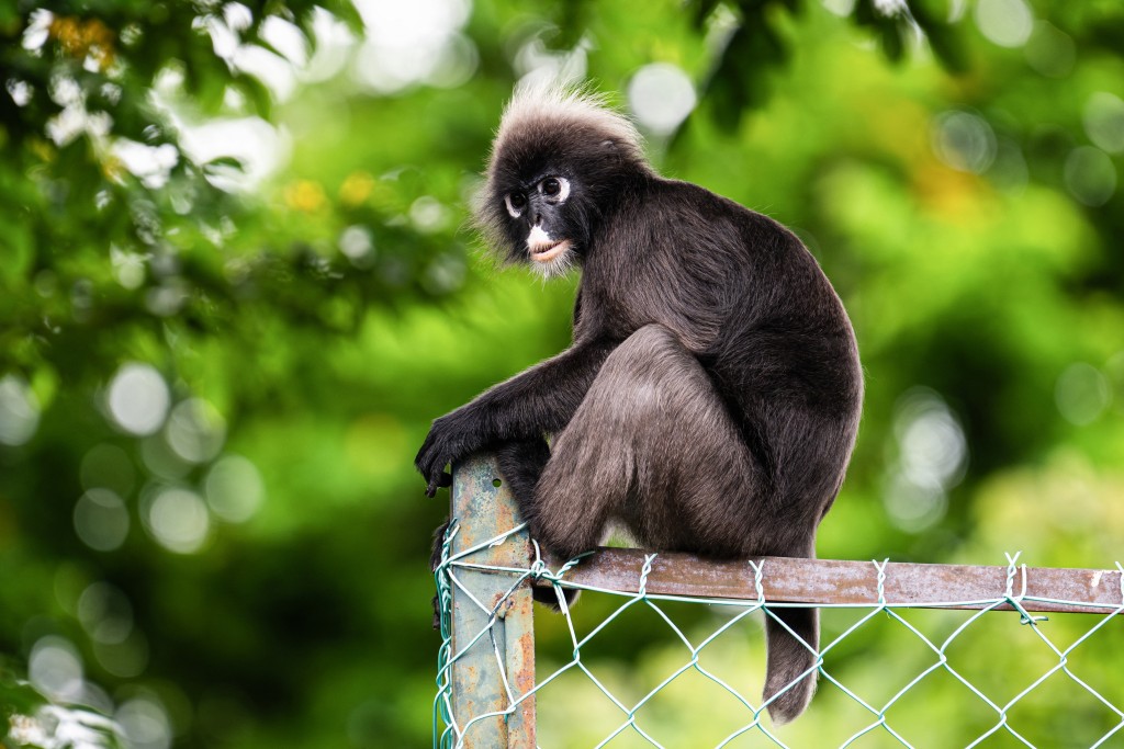 Photo by MOHD RASFAN / AFP  This picture taken on April 9, 2026 shows a dusky langur called "Ah Tan", named by the Langur Project Penang (LPP), observing from a fence at a playground near a residential area in the Tanjung Bungah area of George Town on Malaysia's Penang Island.