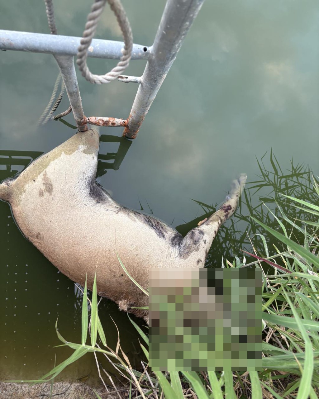 Photo: FB/Sai Kung Stray Friends Foundation