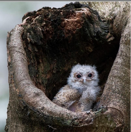 The owls found in the park were Collared Scops Owl. Photo: Netizen The owls found in the park were Collared Scops Owl. Photo: Netizen
