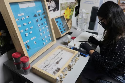 A specialist examines crawling creatures collected from clandestine graves as part of a research project to help locate missing people, in Guadalajara, Mexico, Friday, July 11, 2025. (AP Photo/Alejandra Leyva)