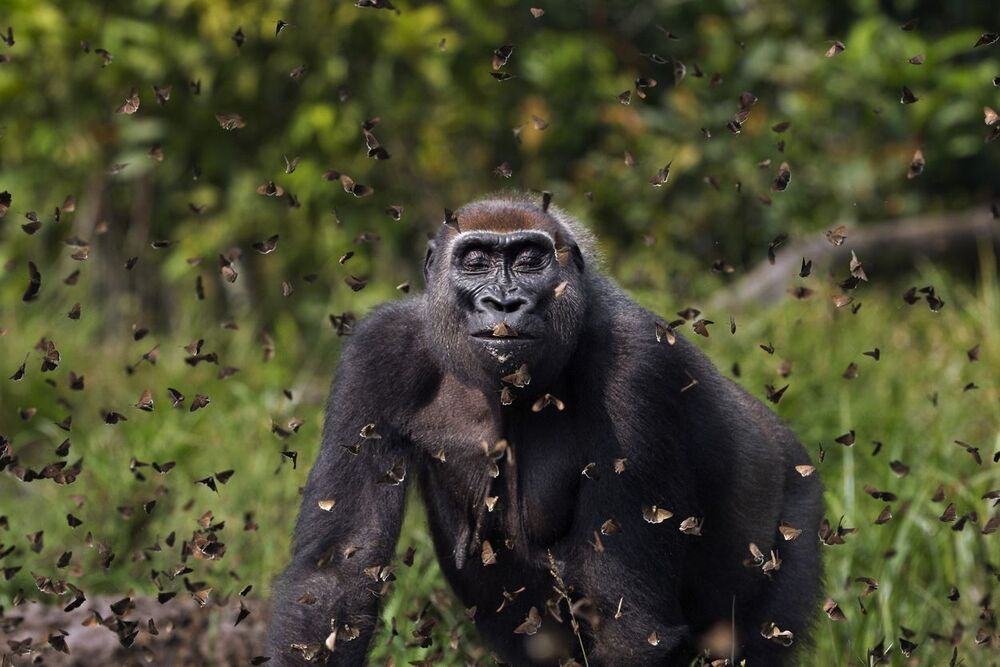 Gorilla female 'Malui' walking through a cloud of butterflies. Photo by Anup Shah, Grand Prize. 