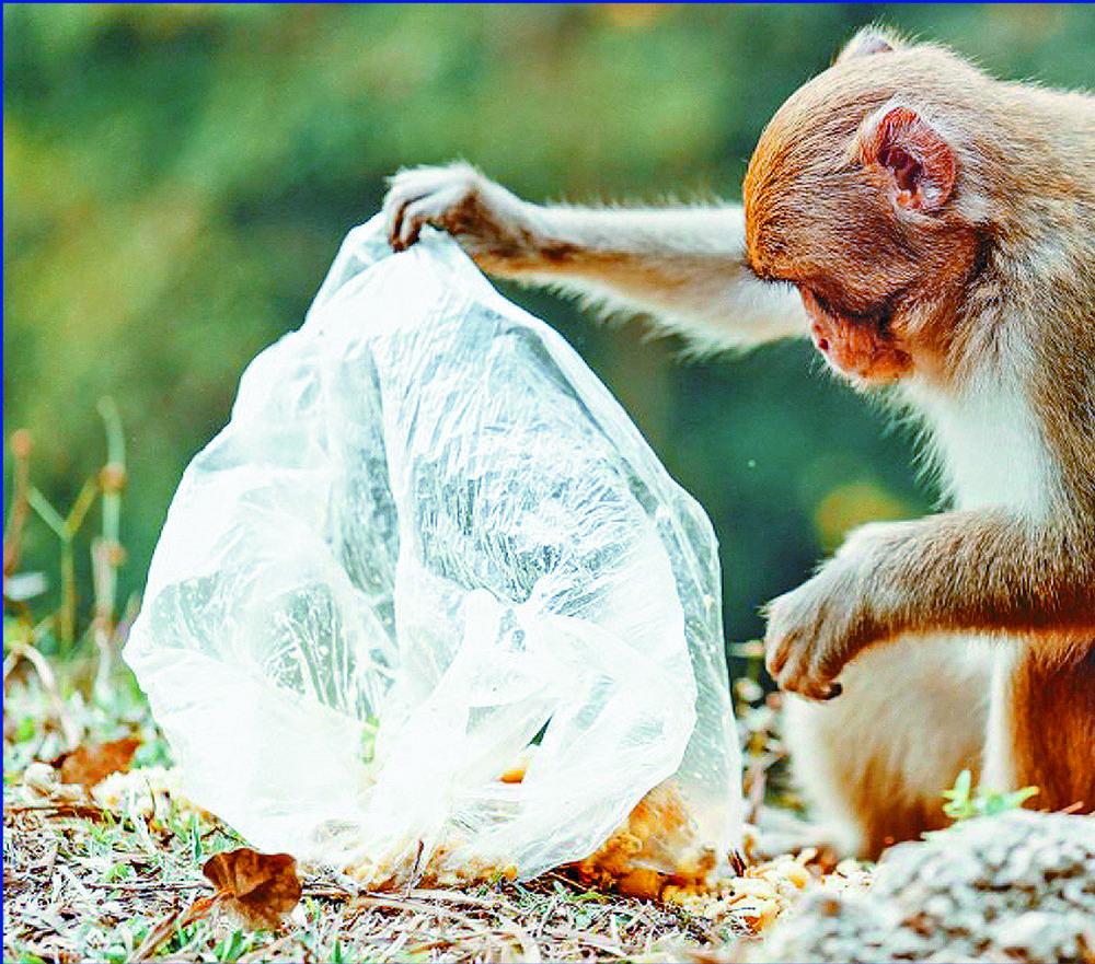 Microplastics from the production of
single-use items have been found in fecal samples from wildlife at seven sites in Hong Kong's countryside. GREENPEACE, AFP Microplastics from the production of
single-use items have been found in fecal samples from wildlife at seven sites in Hong Kong's countryside. GREENPEACE, AFP