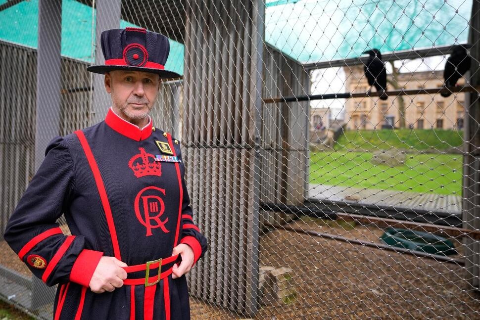 Barney Chandler, newly appointed ravenmaster stands alongside some ravens at The Tower of London in London, Thursday, Feb. 29, 2024. If legend is to be believed, Barney Chandler has just got the most important job in England. Chandler is the newly appointed ravenmaster at the Tower of London. He's responsible for looking after the feathered protectors of the 1,000-year-old fortress. (AP Photo/Kirsty Wigglesworth) Barney Chandler, newly appointed ravenmaster stands alongside some ravens at The Tower of London in London, Thursday, Feb. 29, 2024. If legend is to be believed, Barney Chandler has just got the most important job in England. Chandler is the newly appointed ravenmaster at the Tower of London. He's responsible for looking after the feathered protectors of the 1,000-year-old fortress. (AP Photo/Kirsty Wigglesworth)