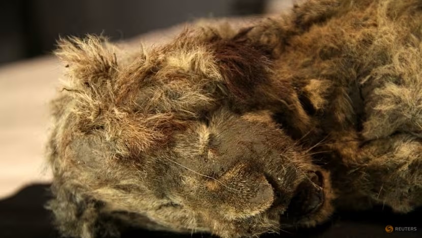 The remains of a frozen female cave lion cub named Sparta, about 32,000 years old and recovered in northeastern Siberia, are pictured in Yakutsk, Russia, in this photograph from 2018, obtained on June 3, 2026. Love Dalen/Handout via REUTERS