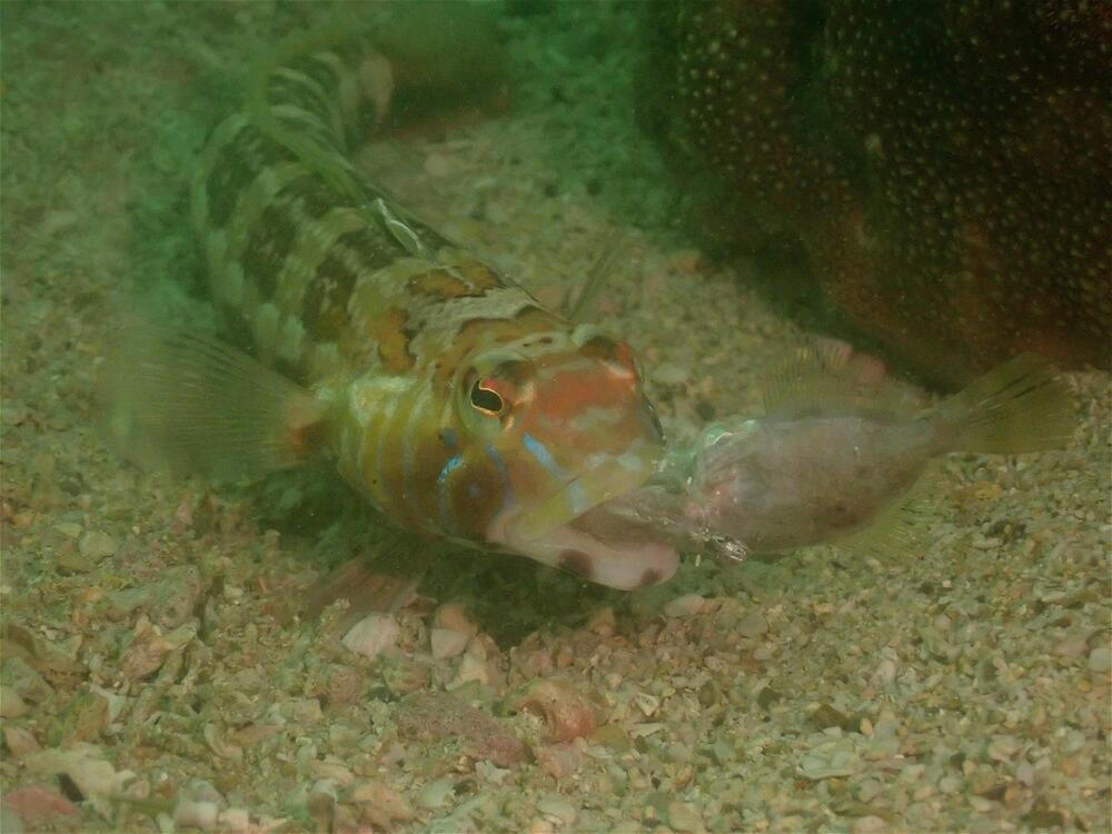 Photo shows a sandperch at Ninepin Group. Photo shows a sandperch at Ninepin Group.