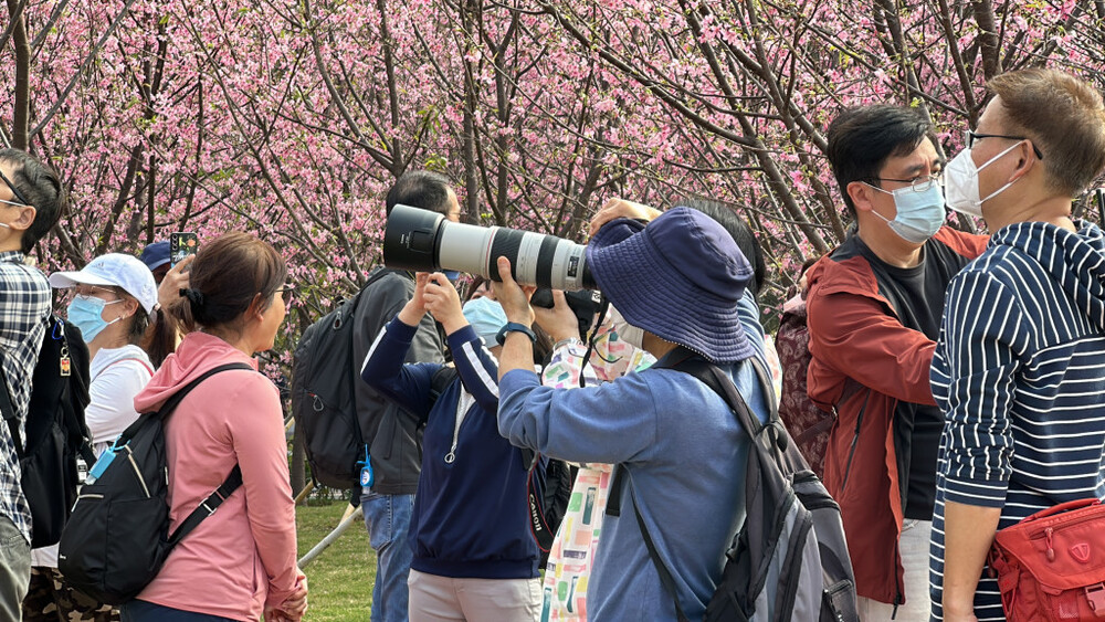 Cherry blossom trees planted by the Airport Authority along Chek Lap Kok South Road.