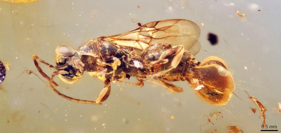This photo provided by Qiong Wu in March 2025 shows an ancient wasp, preserved in amber from Myanmar, whose back end resembles a Venus flytrap plant. (Qiong Wu via AP) This photo provided by Qiong Wu in March 2025 shows an ancient wasp, preserved in amber from Myanmar, whose back end resembles a Venus flytrap plant. (Qiong Wu via AP)