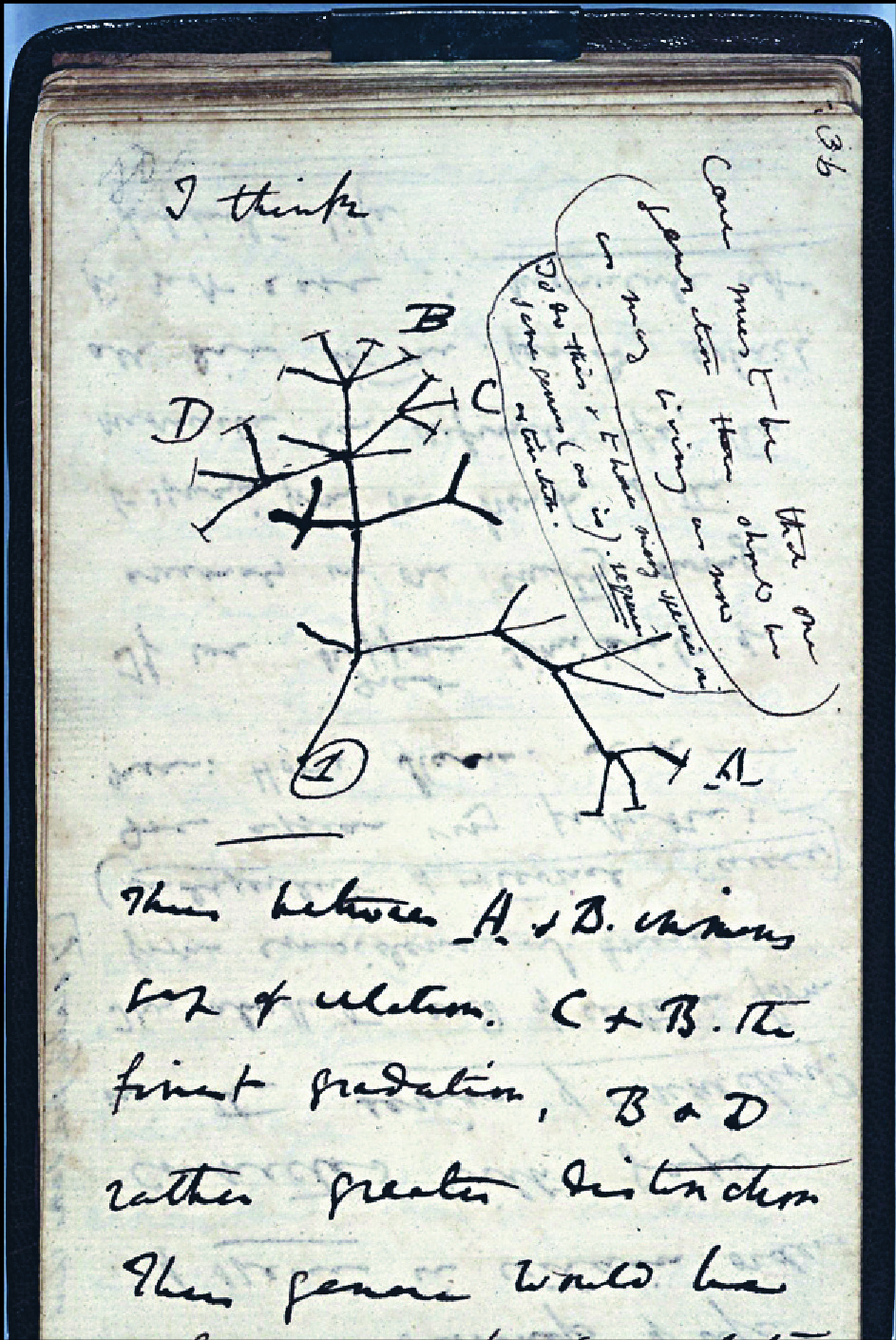 Charles Darwin's Tree of Life sketch. Charles Darwin's Tree of Life sketch.