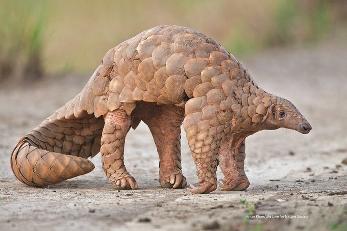 The pangolin is heavily trafficked via Malaysia to China and Vietnam, wildlife NGOs say. The scale are used in Chinese medicine and the meat is a delicacy. The pangolin is heavily trafficked via Malaysia to China and Vietnam, wildlife NGOs say. The scale are used in Chinese medicine and the meat is a delicacy.