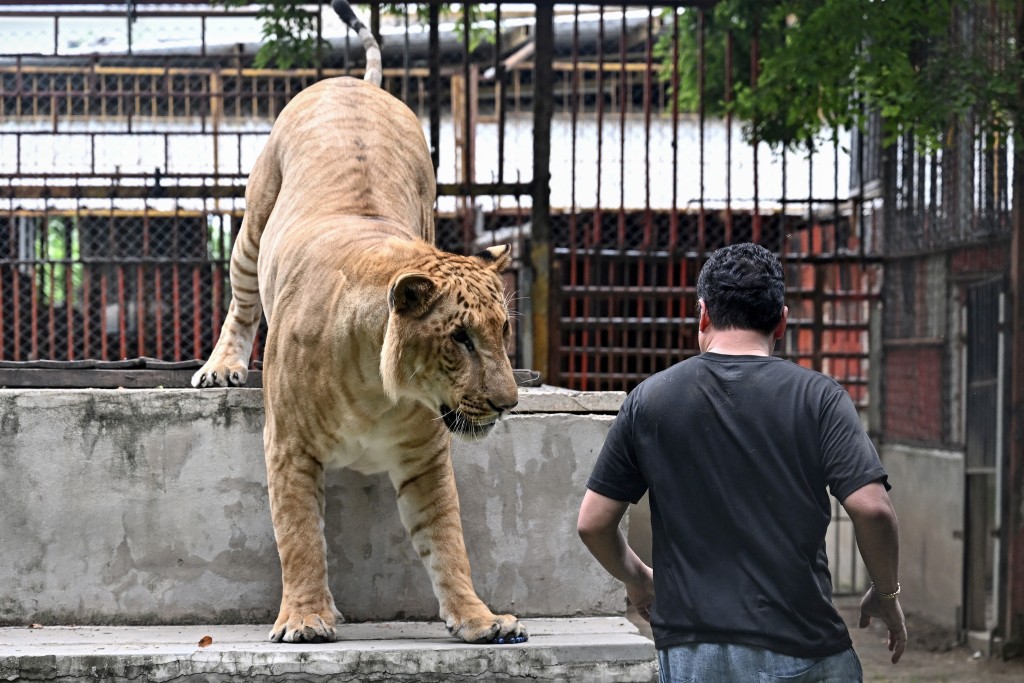 This photo taken on July 11, 2025 shows mechanic shop owner and avid Tiktoker Tharnuwarht Plengkemratch interacting with his pet lion-tiger hybrid “Big George” in Chiang Mai. (Photo by Lillian SUWANRUMPHA / AFP)