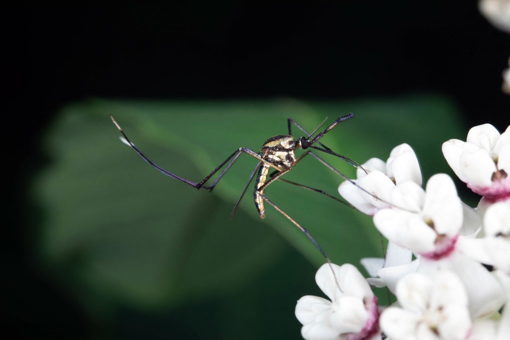 Photo by LAWRENCE REEVES / FLORIDA MEDICAL ENTOMOLOGY LABORATORY / AFP