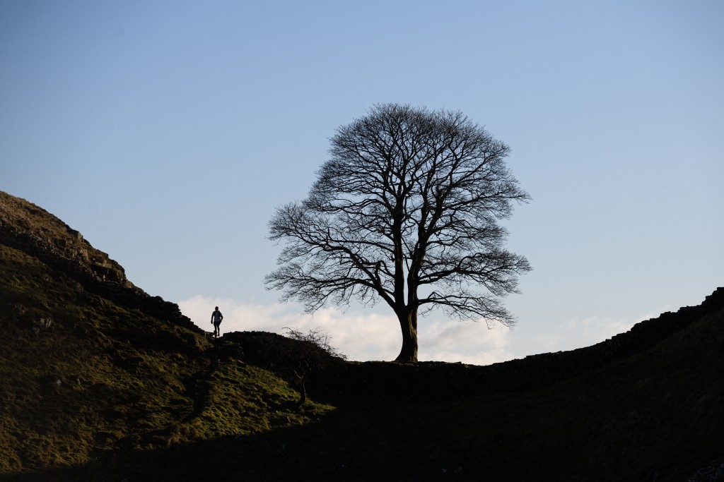Photo by OLI SCARFF / AFP. A runner passes along a section of Hadrian's Wall near the wall's milecastle 39 known as Sycamore Gap near Hexham, northern England, on January 19, 2022.