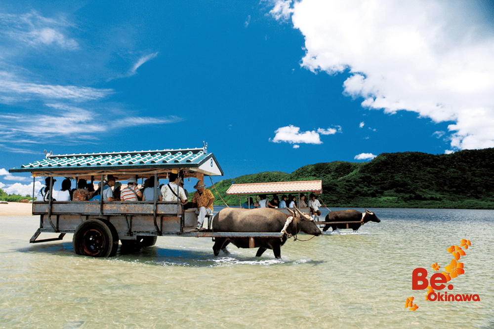 Water Buffalo Crossing