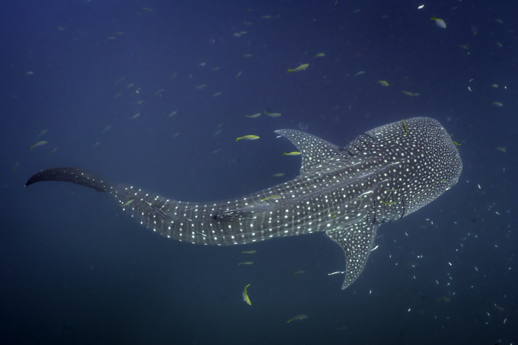 Photo by JONATHAN IRISH / CONSERVATION INTERNATIONAL / AFP  This handout photo by Jonathan Irish for Conservation International taken on March 19, 2023 and released on April 29, 2026 shows a whale shark in the waters off Raja Ampat Islands in West Papua, Indonesia.