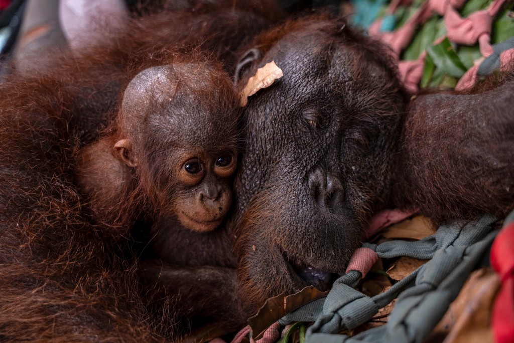Photo by MUFFIDZ MA’SUM / VARIOUS SOURCES / AFP  A mother-and-baby orangutan pair being evacuated by officials due to forest and land fires in Sungai Awan Kiri village, in the Muara Pawan district of Ketapang, West Kalimantan.