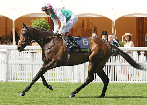 King George winner Kalpana to make her first start at York on Thursday, a next step towards the Arc. (Juddmonte)
