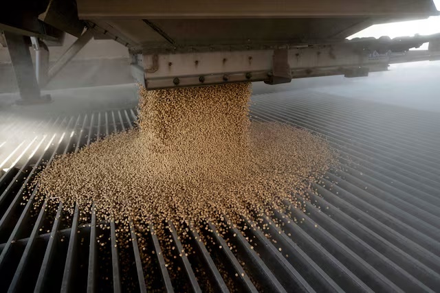 A load of soybeans is dumped into an elevator hopper during harvest season at Deerfield AG Services grain elevator facility in Massillon, Ohio, U.S., October 7, 2021. REUTERS/Dane Rhys/File Photo