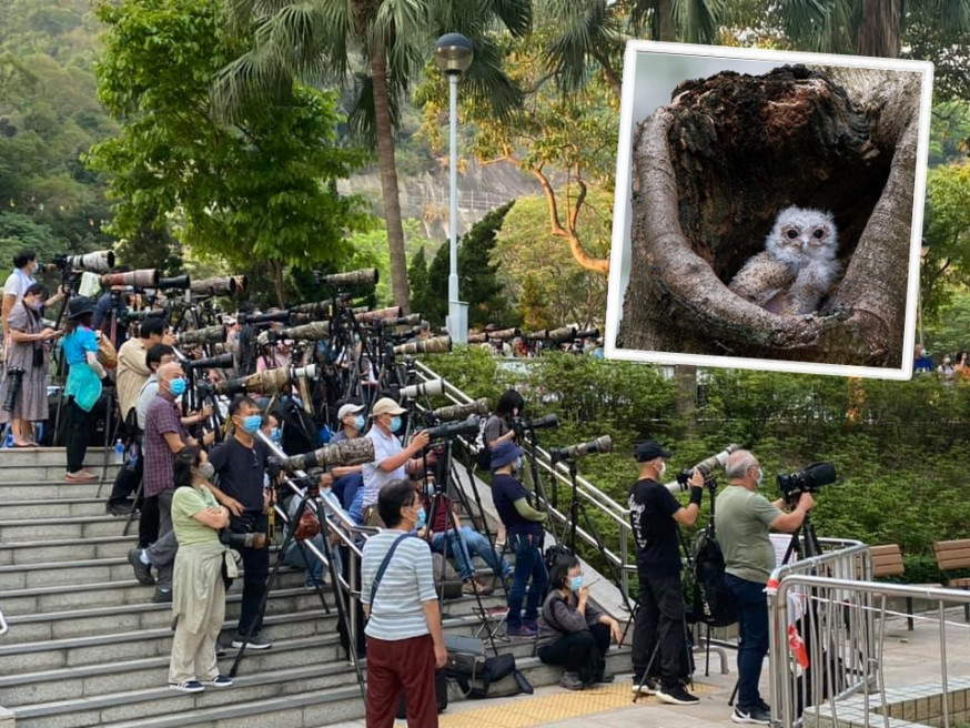 An owl was nesting and breeding in a tree hole in Tsz Wan Shan. Photo: Netizen An owl was nesting and breeding in a tree hole in Tsz Wan Shan. Photo: Netizen