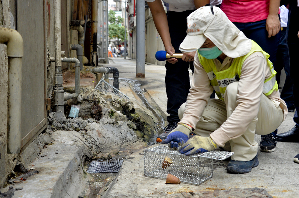 Only 67,182 rats were killed in last year's pest-control scheme – which worked out at HK$10,000 per rodent. Only 67,182 rats were killed in last year's pest-control scheme – which worked out at HK$10,000 per rodent.