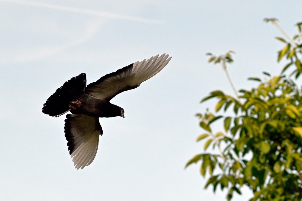 Photo by ROBERT ATANASOVSKI / AFP  A pigeon flies over its dovecote in Skopje on June 11, 2026.