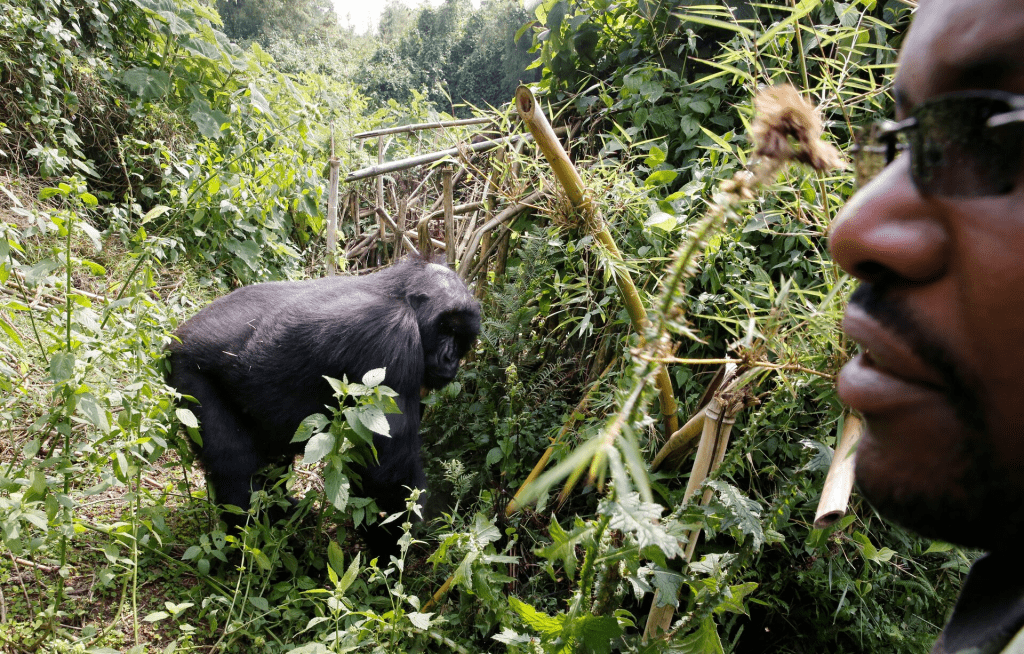 Big Ben, 12 years old, an endangered high mountain gorilla from the Sabyinyo family, walks past a warden inside the forest within the Volcanoes National Park near Kinigi, northwestern Rwanda. The last global survey in the Democratic Republic of Congo, Uganda and Rwanda in 2010 found just 480 individuals of the critically endangered sub-species. REUTERS/Thomas Mukoya