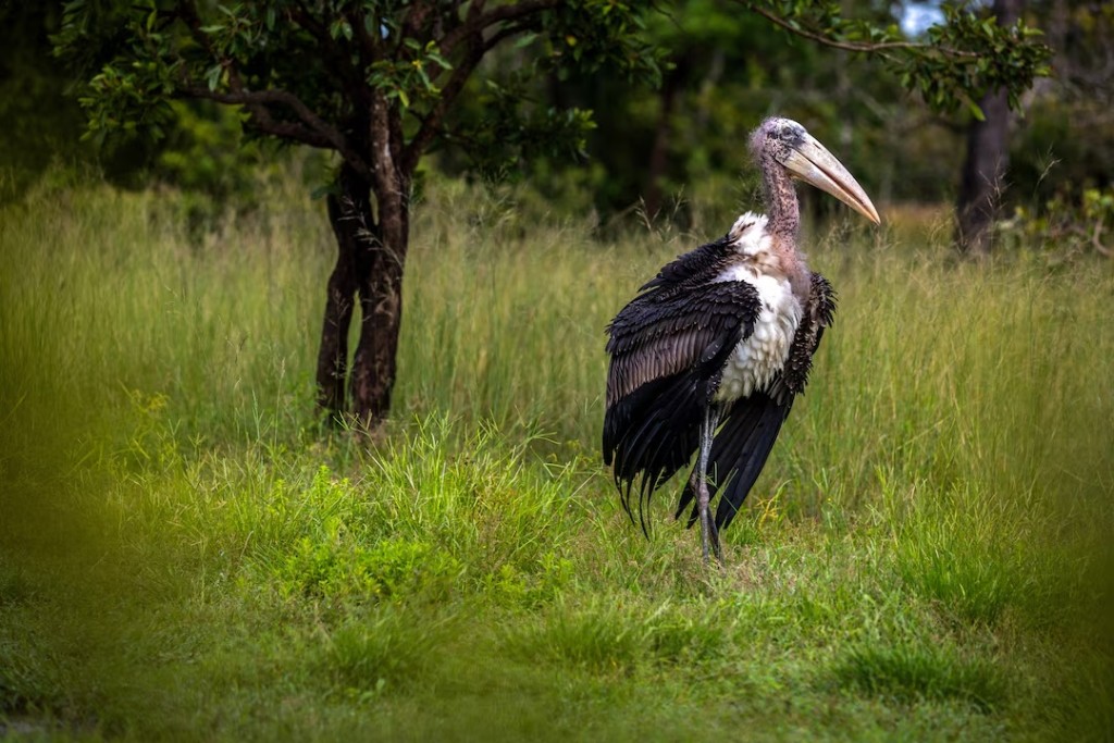 A greater adjutant, stands after being released at Siem Pang Wildlife Sanctuary in Stung Treng Province, Cambodia, October 15, 2025. REUTERS/Roun Ry