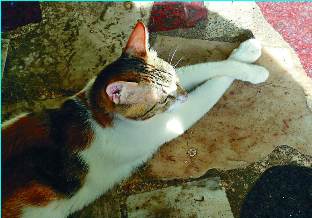 Jade enjoying the sun. Jade enjoying the sun.