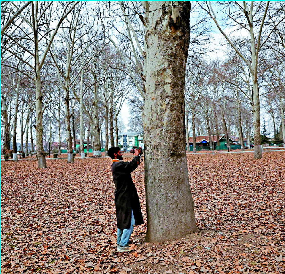 A worker installs a QR code-based GIS plate on a chinar tree in Kashmir. REUTERS A worker installs a QR code-based GIS plate on a chinar tree in Kashmir. REUTERS