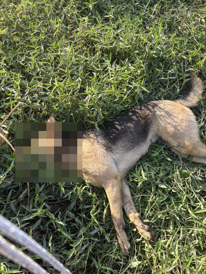 Photo: FB/Sai Kung Stray Friends Foundation