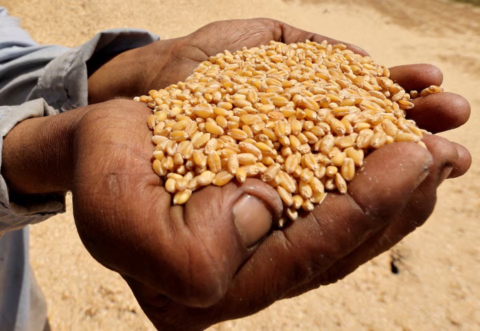  A farmer shows wheat grains at a field in Al Qalyubia Governorate, Egypt, May 25, 2023. REUTERS/Mohamed Abd El Ghany 