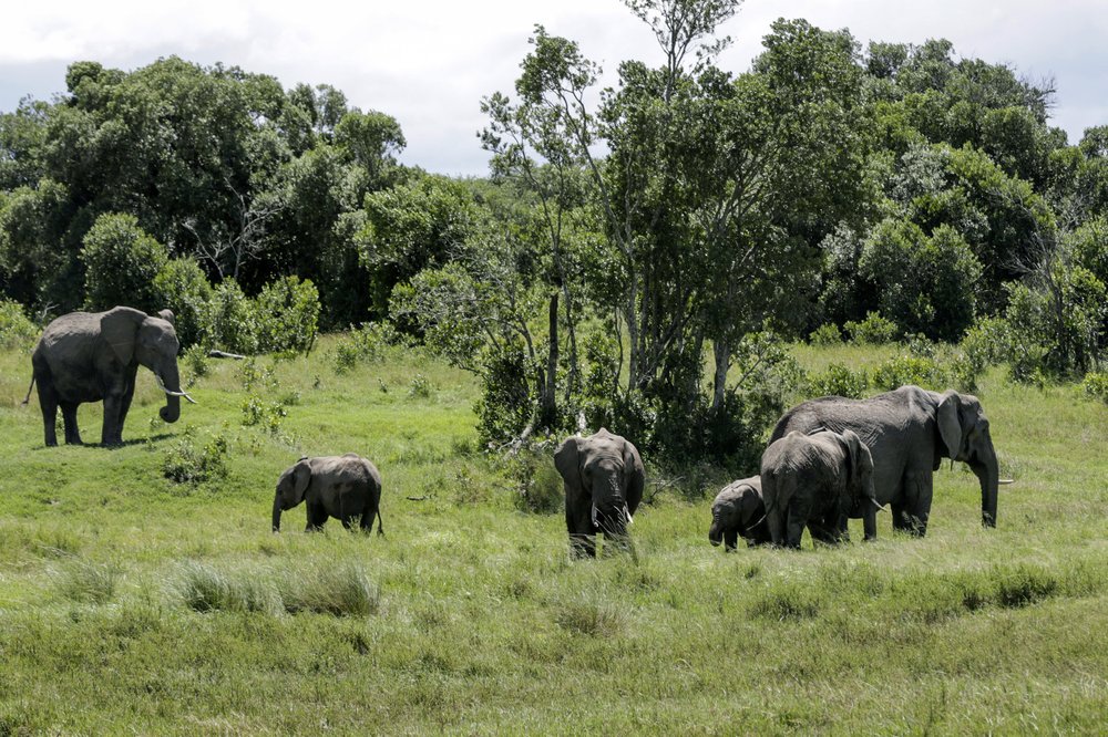 A family of elephants graze in Ol Pejeta conservancy, Kenya. (AP photo) A family of elephants graze in Ol Pejeta conservancy, Kenya. (AP photo)