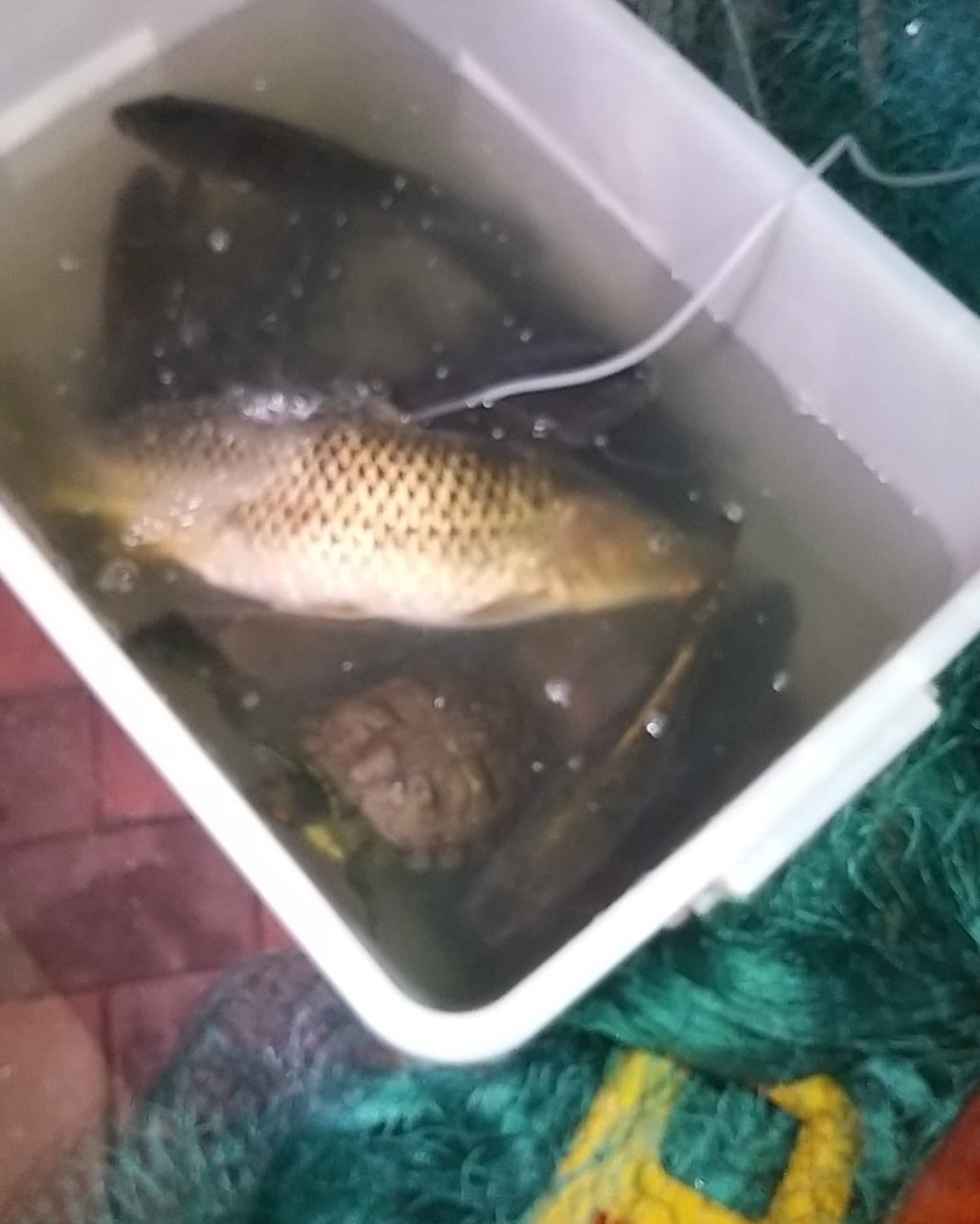More than 100 fish were found dead.