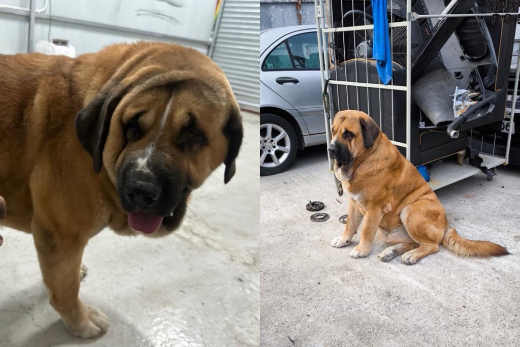 Kent Luk Ka-chit, founder of Paws Guardian Rescue Shelter, said that he had been contacted by the dog’s owner (Source: Luk)