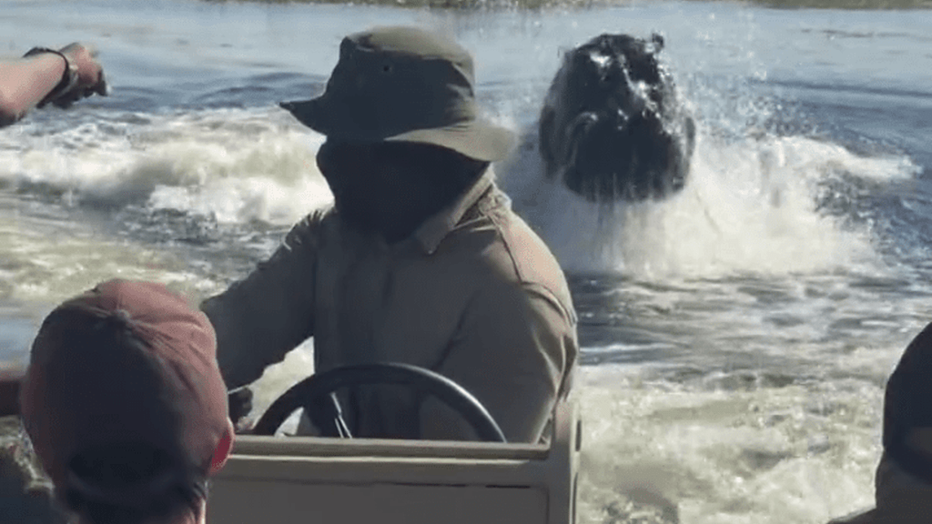 ヒッポ海を渡る　7か国　Hippo Goes Overseas Video) Giant hippo chases tourist boat in Botswana in terrifying