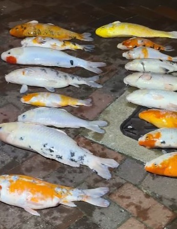 More than 100 fish were found dead.