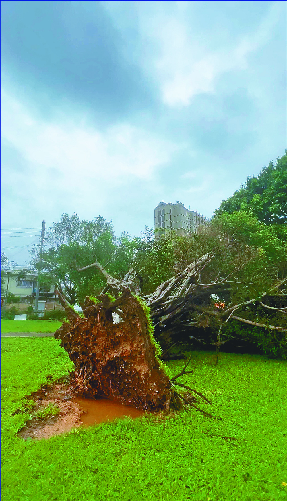 Scenes from Naha, Okinawa: an uprooted tree, a toppled statue and the shredded covering of a shopping street, top right. REUTERS, AP Scenes from Naha, Okinawa: an uprooted tree, a toppled statue and the shredded covering of a shopping street, top right. REUTERS, AP