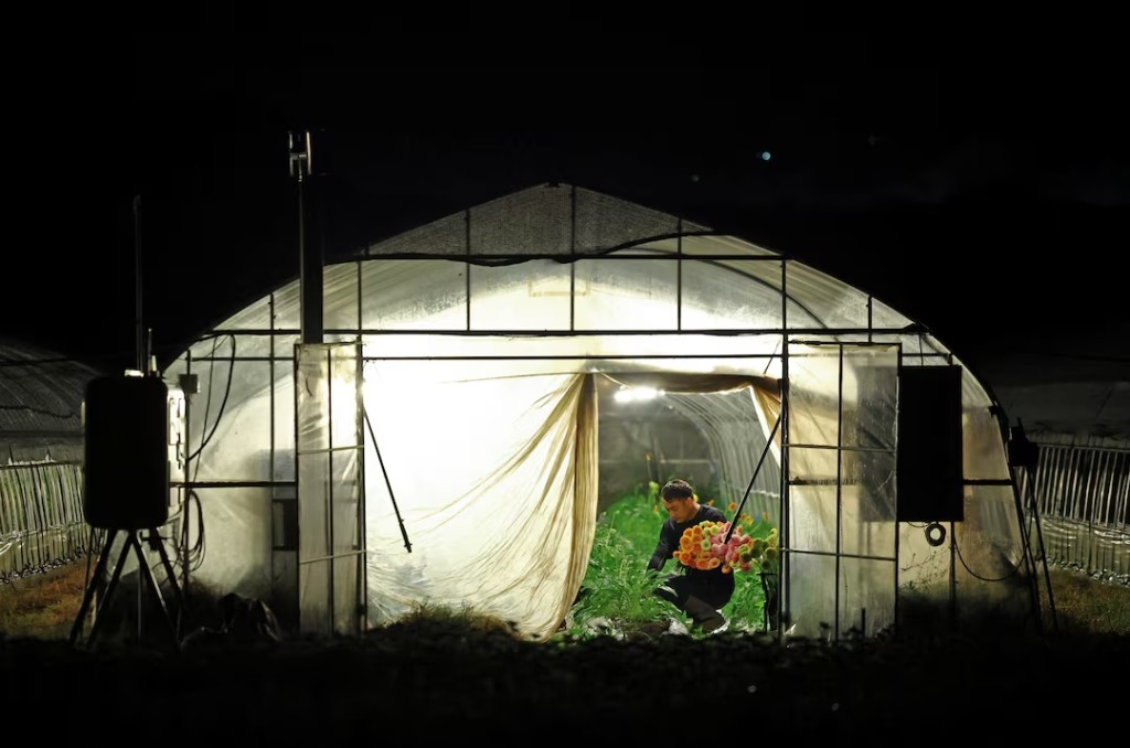 Motoaki Iijima, 36, owner of the Nikko Engei flower farm, harvests gerbera flowers inside an illuminated greenhouse at night in Nikko, Tochigi Prefecture, Japan, August 8, 2026. REUTERS/Issei Kato
