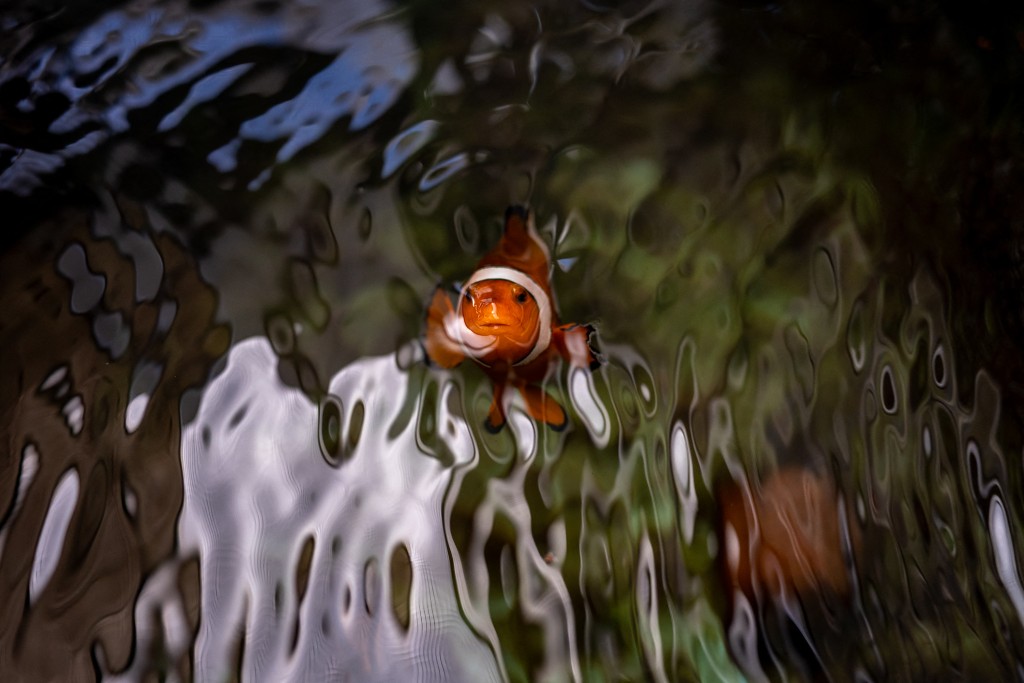 Photo by PHILIP FONG / AFP  This picture taken on July 9, 2026 shows a clownfish at Okinawa Institute of Science and Technology in Onna village, Okinawa Prefecture.