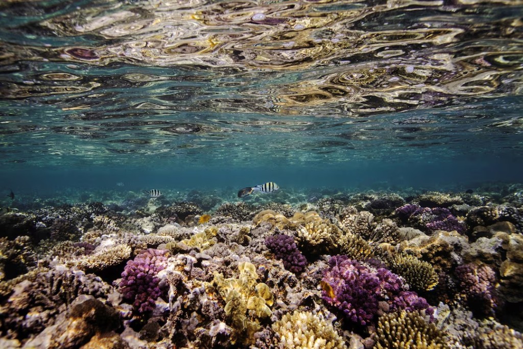 The sunlight illuminates a coral reef in the Red Sea near the city of Jeddah, Saudi Arabia, December 15, 2019. REUTERS/Lucas Jackson/File Photo