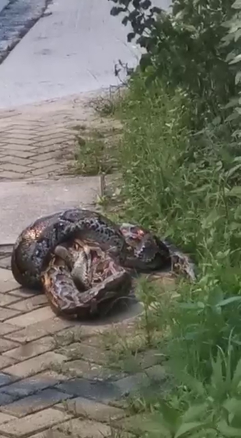 Photo on the internet. 