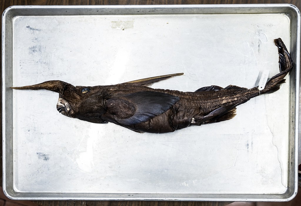 This image shows the newly discovered Costa Rican ghost shark (Rhinochimaera costaricana) at the Museum of Zoology of the University of Costa Rica's Center for Research in Biodiversity and Tropical Ecology in San Jose, Costa Rica, on July 3, 2026. (Photo by Ezequiel BECERRA / AFP)