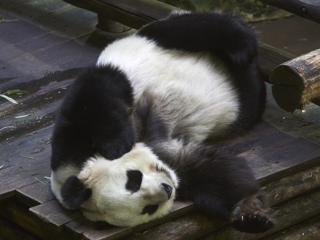 Male Panda Yuan Zi is lying in his internal enclosure before his last public snack at The Beauval Zoo in Saint-Aignan-sur-Cher, central France on November 23, 2025. (AFP)