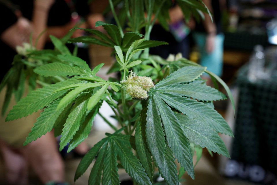 A fully budded marijuana plant is seen during the Cannadelic Miami expo, in Miami, Florida. (Reuters) A fully budded marijuana plant is seen during the Cannadelic Miami expo, in Miami, Florida. (Reuters)