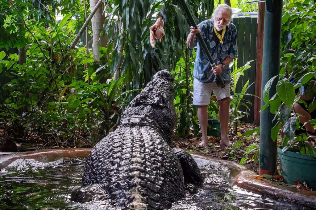  George Craig feeds the world's largest captive crocodile, Cassius at the Marineland Melanesia on Green Island, Great Barrier Reef, Cairns, Australia March 18, 2023. AAP Image/Brian Cassey via REUTERS 