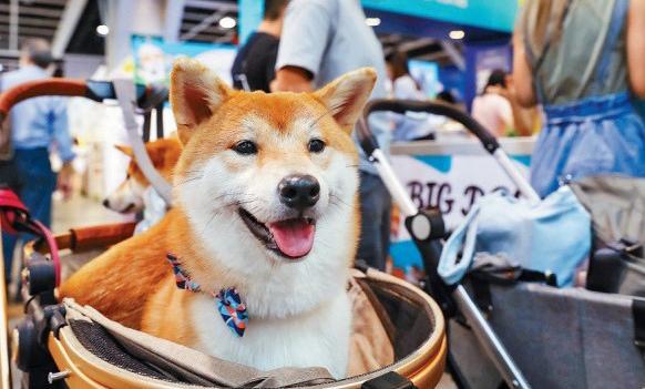 The Agriculture, Fisheries and Conservation Department (AFCD) will now accept mainland-issued pet health certificates. 