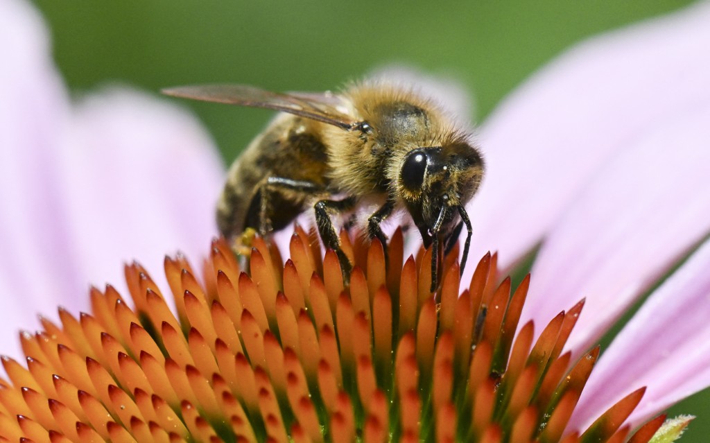 A honeybee collects pollen on a blooming coneflower (echinacea purpurea) in Ludwigsburg, southwestern Germany, on July 1, 2025. An early summer heatwave spreads into parts of northern Europe less accustomed to such extremes. Withering conditions that have baked southern Europe for days crept northward, shutting some schools and daycare centres in France and the Netherlands, and sparking health warnings. (Photo by THOMAS KIENZLE / AFP)